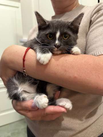 Жужа ищет дом! Жужа ищет дом!