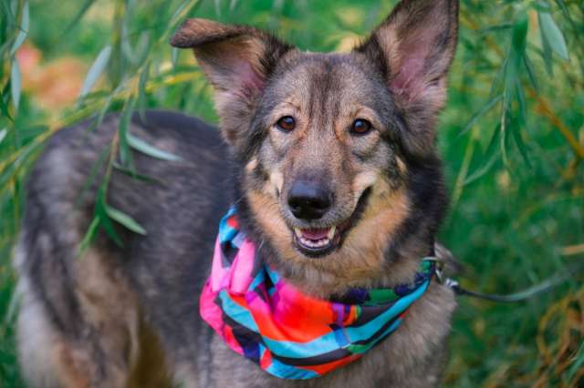 Тильда ищет дом!