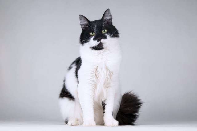 Большой добрый кот по имени Мальчик