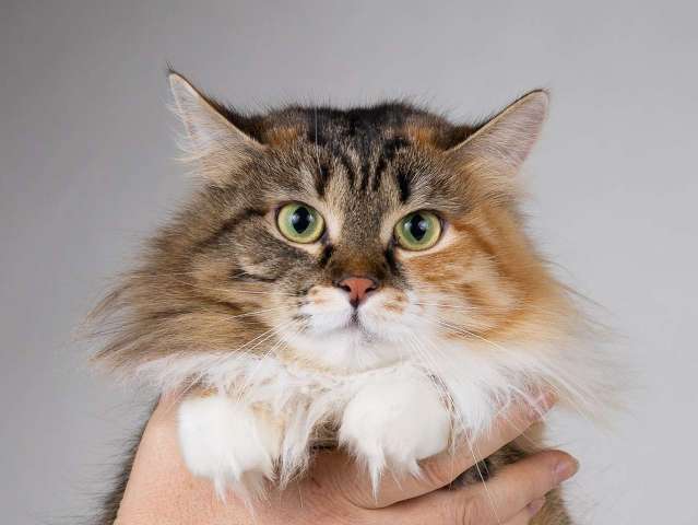 Сибирячка Сандра в добрые руки Сибирячка Сандра в добрые руки