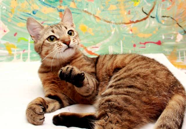 Юная Алиса, сто полосок и розовый носик. Кошка в добрые руки. Юная Алиса, сто полосок и розовый носик. Кошка в добрые руки.