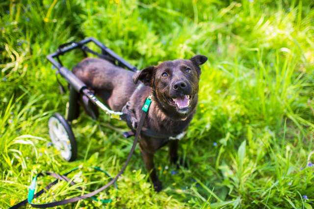 Маленькая собачка-спинальник Кения в самые добрые руки Маленькая собачка-спинальник Кения в самые добрые руки