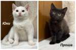 Котята мальчики Юки и Проша в добрые руки!