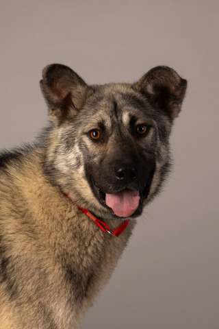 Ищет самую лучшую семью мальчик по кличке Атари Ищет самую лучшую семью мальчик по кличке Атари