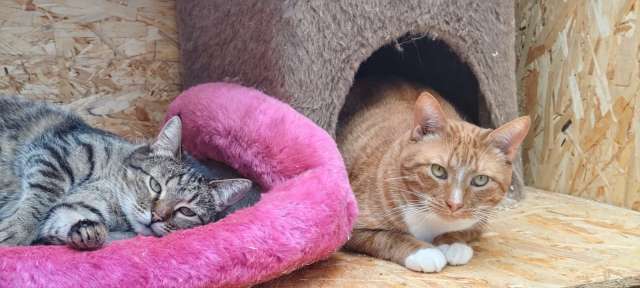 Отдаются бесплатно кошечка Плакса и кот Рыжик Отдаются бесплатно кошечка Плакса и кот Рыжик