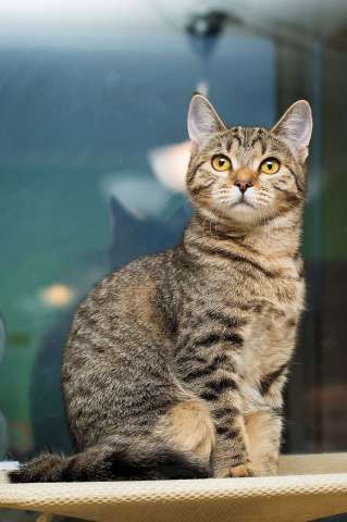 Полосатая молодая серая кошечка-подросток Марфа в дар