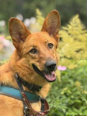 Рыжая и улыбчивая Лекса в поисках дома Рыжая и улыбчивая Лекса в поисках дома