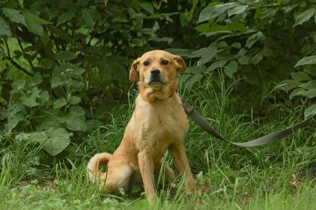 Обаятельная собачка Ксюша ищет дом Обаятельная собачка Ксюша ищет дом