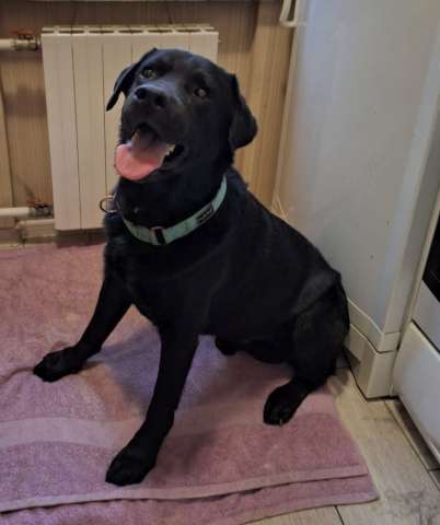 У Дэни две недели на поиски дома!! У Дэни две недели на поиски дома!!