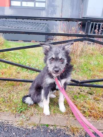 Маленькая собачка-домовёнок Маленькая собачка-домовёнок