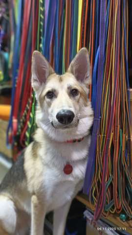 Лисенок ищет дом. Лисенок ищет дом.