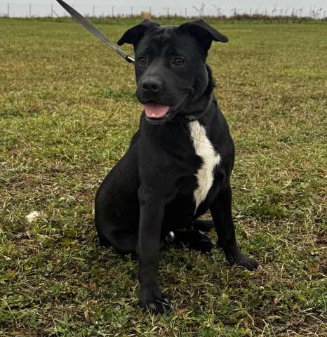 Ищем лучшую семью для лучшего мальчика!