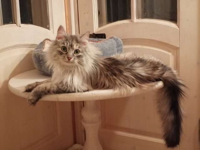 Ласковая и шаловливая девчонка по имени Фрося ищет новых друзей и дом. Ласковая и шаловливая девчонка по имени Фрося ищет новых друзей и дом.