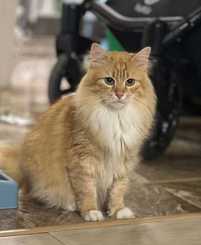 Дружелюбный котик Марсик в добрые руки Дружелюбный котик Марсик в добрые руки