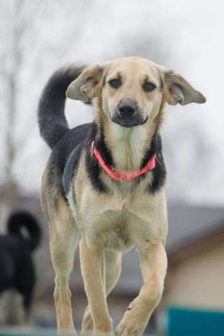 Небольшая забавная собачка Глори в дар Небольшая забавная собачка Глори в дар