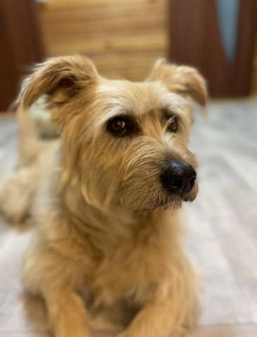 Замечательная Лиза в добрые руки. 