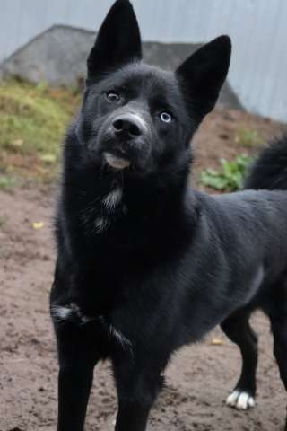 Плюша ищет семью