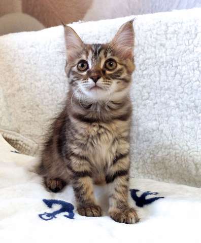 Маленькая полосатая кото-рысь ищет дом Маленькая полосатая кото-рысь ищет дом