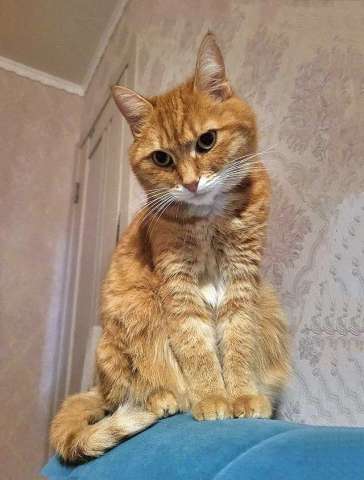 Воспитанная интеллигентная рыжая кошечка Алиса ищет дом Воспитанная интеллигентная рыжая кошечка Алиса ищет дом