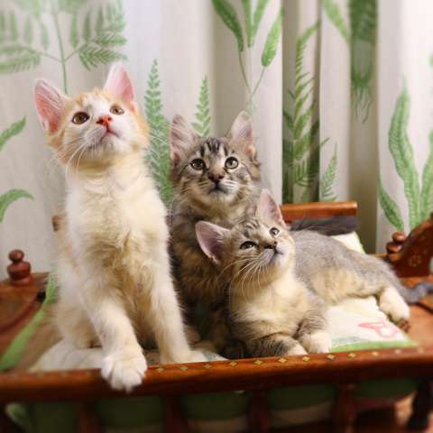 Красивые котята в дар Красивые котята в дар