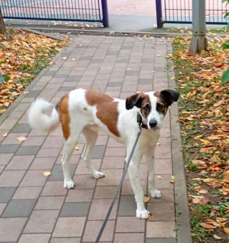 Спокойный и ласковый белый пёс Арчи в дар