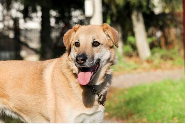 Чудесная Барабулька ищет дом и любящую семью! Чудесная Барабулька ищет дом и любящую семью!