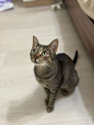 Молодая кошечка Анфисочка ищет добрые ручки Молодая кошечка Анфисочка ищет добрые ручки