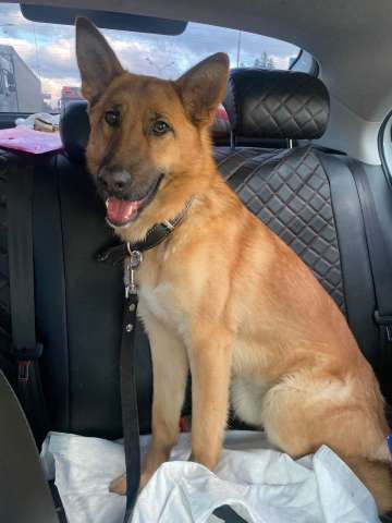 Бэтти ищет дом! Бэтти ищет дом!