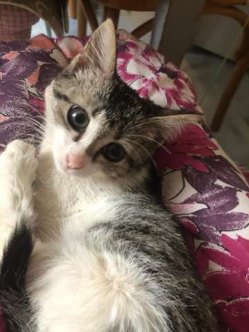 Глафира ищет дом