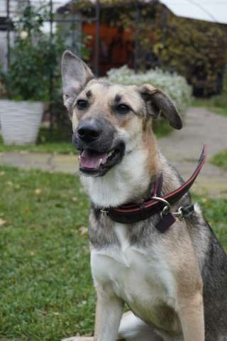 Ласковая собачка Ласка в добрые руки