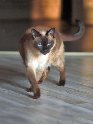 Санкт-Петербург: Ищет дом пожилая, очень нежная тайская кошка по имени Сюся