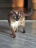 Санкт-Петербург: Ищет дом пожилая, очень нежная тайская кошка по имени Сюся
