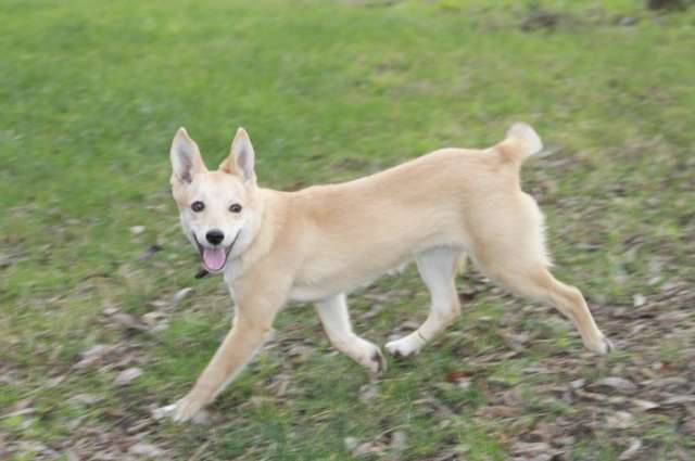 Пристраивается чудесный щенок-лисенок 6 месяцев.