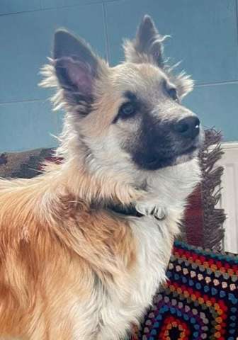 Юный пёс Митька, обученный у кинолога, в дар Юный пёс Митька, обученный у кинолога, в дар