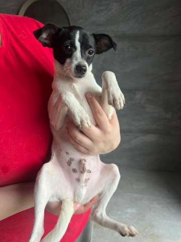 Щенок той-фокстерьера Дольче в дар