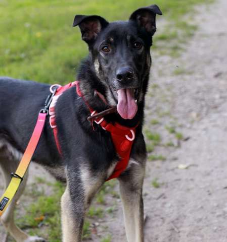 Молодой песик Бакс ищет дом! Молодой песик Бакс ищет дом!