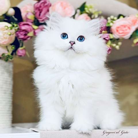 Британские длинношерстные белоснежки с голубыми глазами