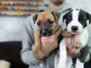 Щенки питбуля 