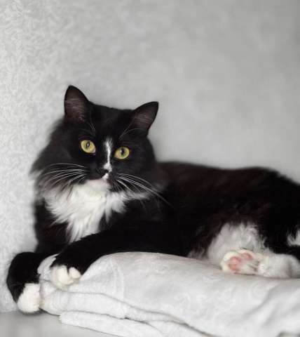 Шикарная черно-белая пушистая кошка Наоми в дар Шикарная черно-белая пушистая кошка Наоми в дар