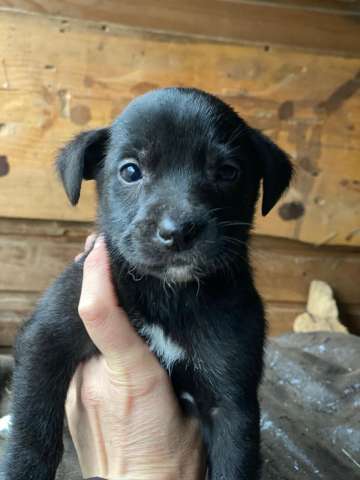 Очаровательный мальчуган по имени Трезор ищет самый любящий дом!