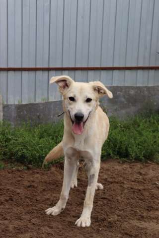 Кнопа в поисках родителей