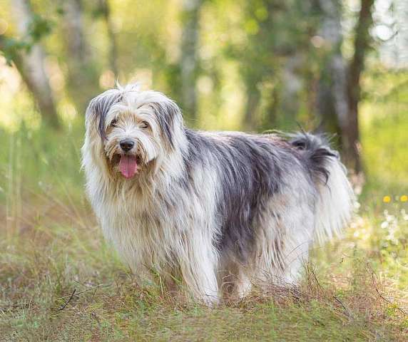 Молодая некрупная собачка Груша ищет дом 