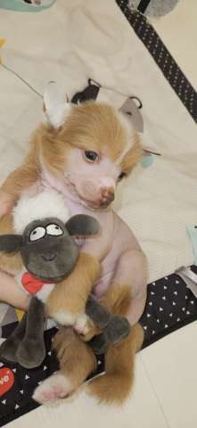 Щенки Китайской хохлатой собаки