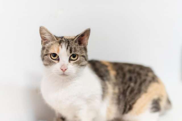 Изящная кошечка Афина ищет семью. Изящная кошечка Афина ищет семью.