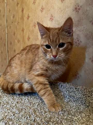 Домовенок Кузя ищет семью Домовенок Кузя ищет семью