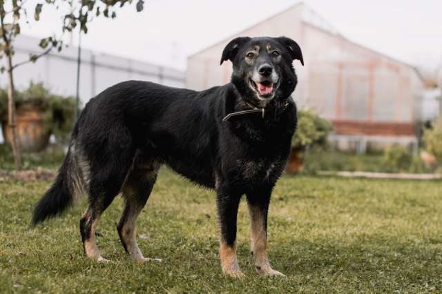 Надежный друг в поиске уюта и семьи! 