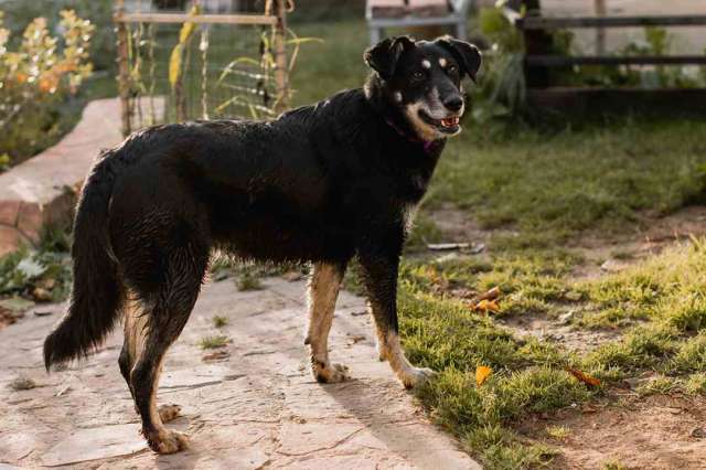 Чудесная малышка ждет своего человека! Чудесная малышка ждет своего человека!