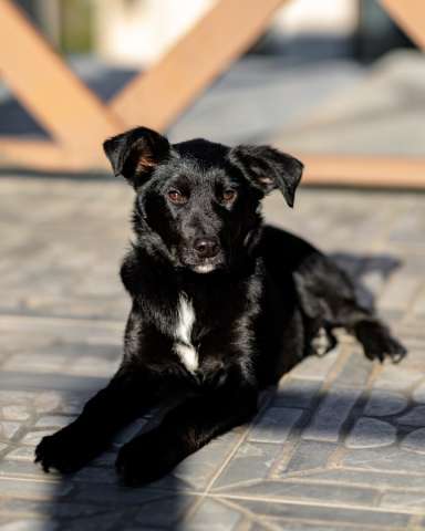 Молли — классическая чёрная собака-метис ищет дом. Молли — классическая чёрная собака-метис ищет дом.