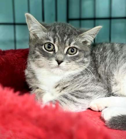 Котята в добрые руки! Котята в добрые руки!