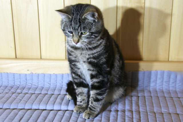 Котик Мартин с бурундуковым окрасом в дар Котик Мартин с бурундуковым окрасом в дар